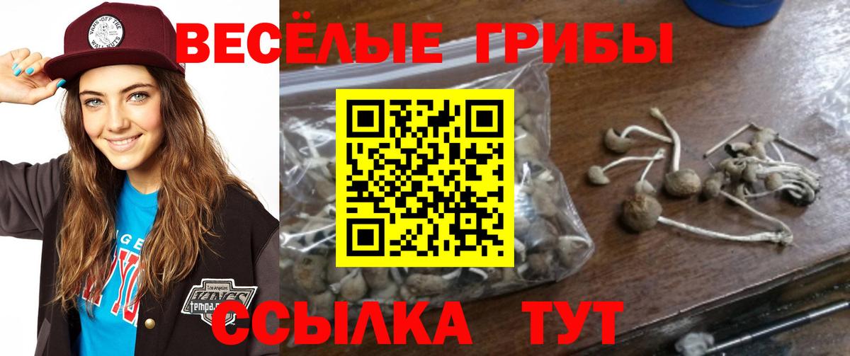 Галлюциногенные грибы мицелий  купить закладку  Гай  Галлюциногенные грибы Psilocybe  Вход с VPN 